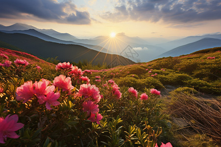 山坡上的野生花朵背景图片