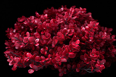 茂盛的红色植物图片