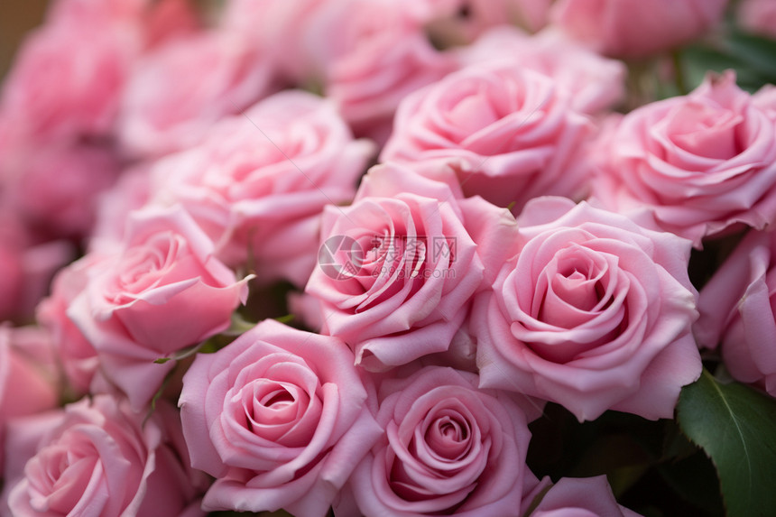 绽放的粉色玫瑰花图片