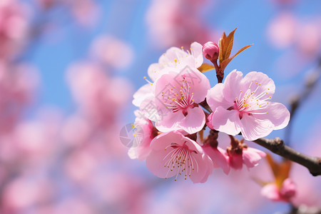 桃花粉色背景墙盛开的樱花树背景