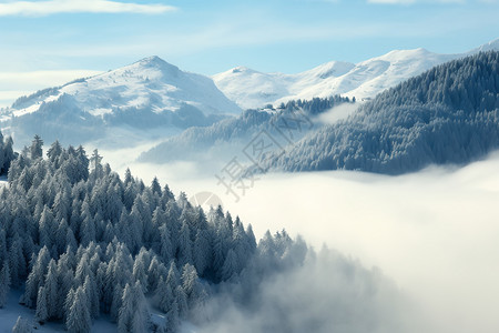 白雪森林白雪覆盖的森林背景