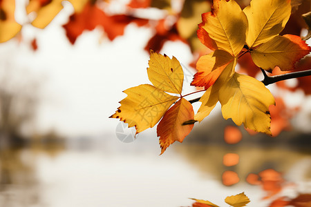 树枝上金黄色的落叶背景图片