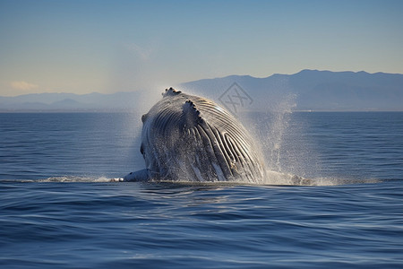海面上的鲸鱼背景