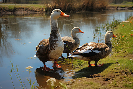湖畔成群结对的鸭子翅膀高清图片素材