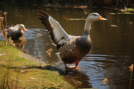 池塘边扇动翅膀的鸭子成群高清图片素材