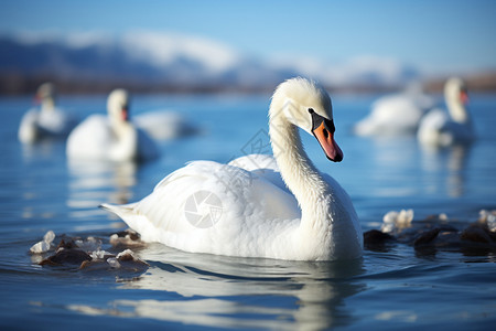 河流里的白色大鹅图片