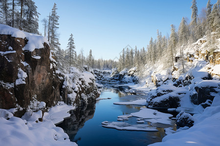 冰雪奇观的森林景观图片