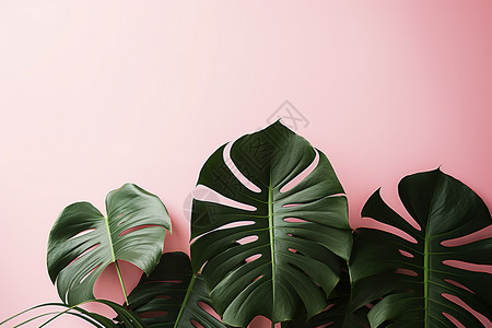 粉色背景前的热带绿叶植物背景图片