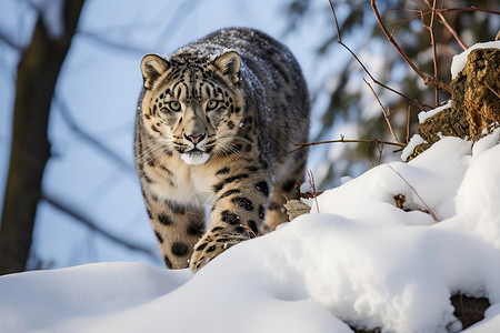 雪地中野生的豹子图片