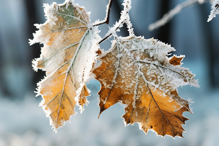冬季树叶上的冰雪图片