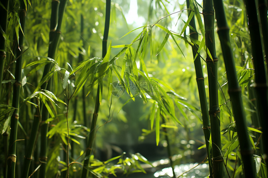生机勃勃的森林竹海景观