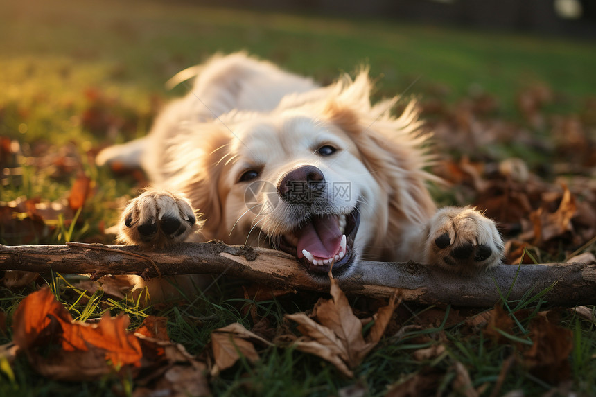 户外玩耍的金毛犬图片