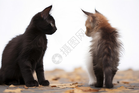 两只可爱的猫咪背景图片