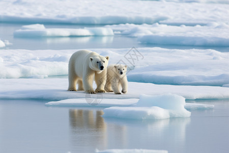 冰块上的北极熊幼崽图片