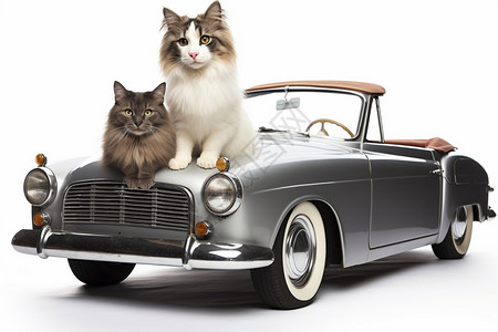 车头上的宠物猫咪图片