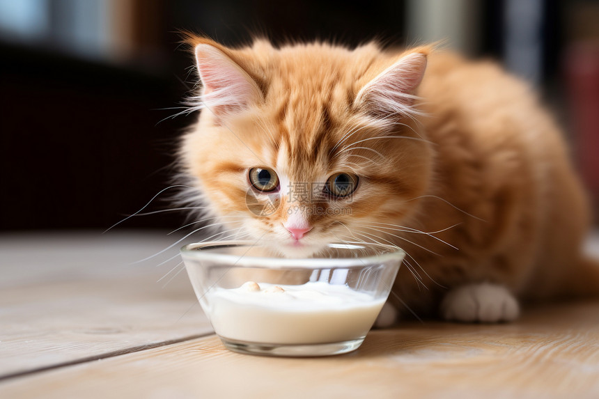 萌猫喝奶图片
