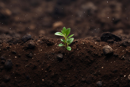 土壤中新生的幼苗生长高清图片素材