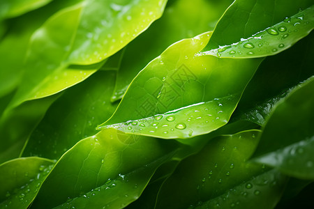 嫩绿树叶上的雨滴背景图片