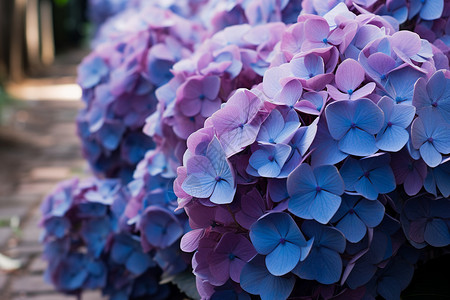 紫色花丛中的兰花背景图片