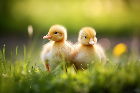 两只小鸭子在草地上图片