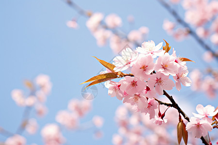 樱花盛放的枝干背景图片