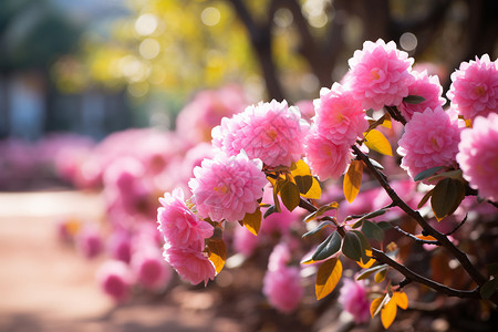 一片樱花树图片