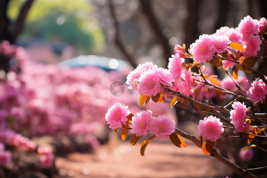 花园里一棵樱花树图片