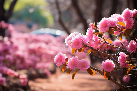 花园里一棵樱花树背景图片