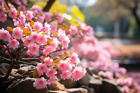 樱花盛开的美丽花园图片