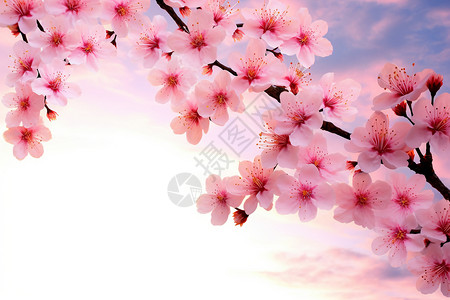 盛放的樱花图片