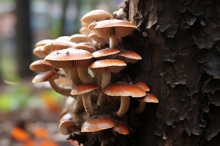 菌类食物的蘑菇图片