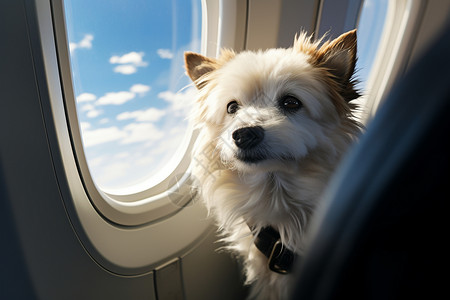 小狗坐飞机旅行图片