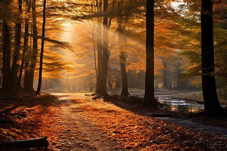 秋色漫步的森林景观树木高清图片素材