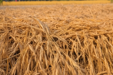 秋季收割后的稻谷图片
