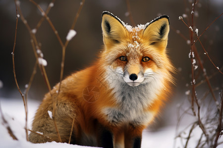 雪中可爱的红狐图片