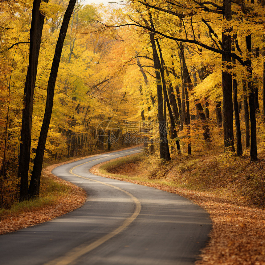 秋季山中金黄色的景观图片