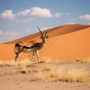荒漠中警惕的羚羊高清图片