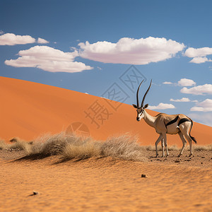 沙漠中的野生羚羊高清图片