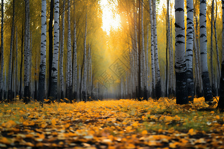秋日森林的阳光穿透树林图片