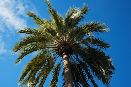 仰望棕榈树背景图片