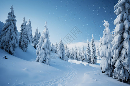 森林的雪景图片