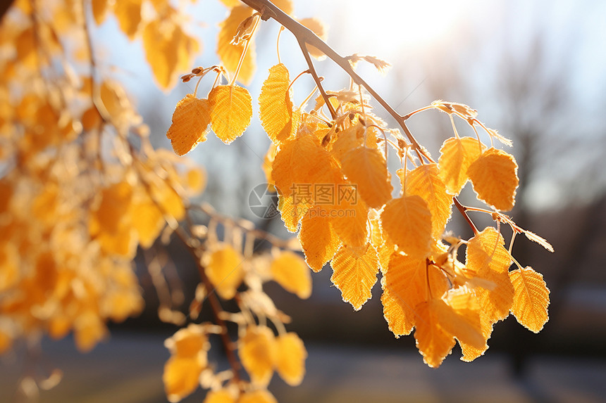秋日里金黄的叶子图片