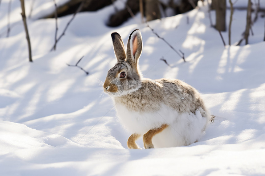 雪地兔子图片
