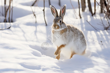 冬日中的雪兔背景图片