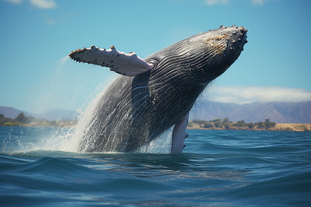 戏水的巨大鲸鱼图片