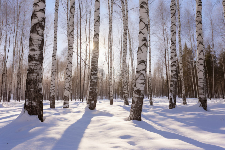 冬天雪地里的树木图片