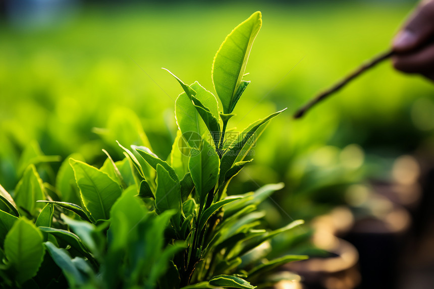 茶树丛中的绿叶图片