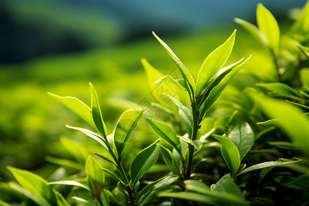 清晨茶树丛中的绿叶茶叶背景