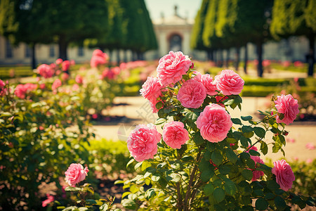 玫瑰花在花园里背景图片