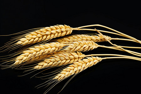 一束小麦一束金黄的麦穗插画